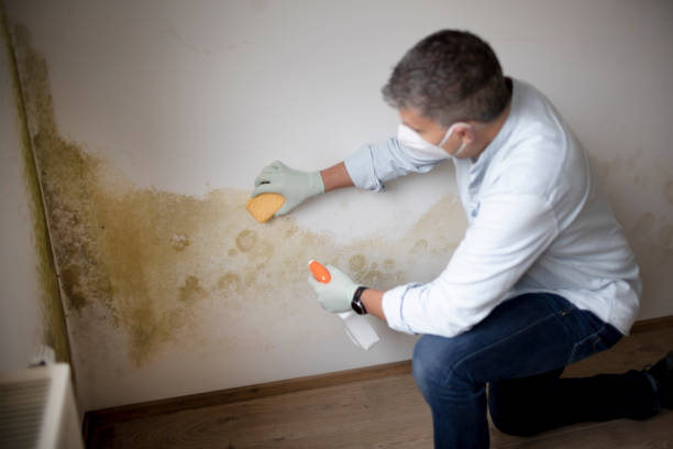 Best Asbestos and Lead Testing During Mold Inspection  in New Holstein, WI